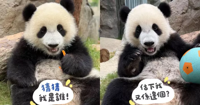 海洋公園版「猜猜我是誰」  熊貓分辨大賽開鑼齊做認熊大師