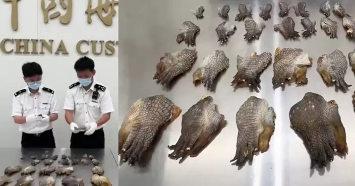 女旅客攜帶26隻鱷魚掌闖福田口岸被截獲 證實屬瀕危暹羅鱷