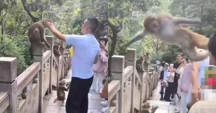 男遊客遊黔靈山公園挑釁打獼猴臉遭飛踹報復 園方籲保持3米以上距離