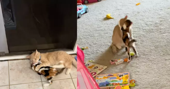 寄養小貓被送走自家寵物貓心碎暴走 飼主翌日衝收容所正式領養