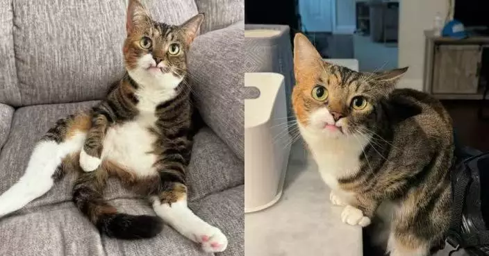 天生缺上排牙！虎斑貓樣貌似「嘟嘴求親親」萌爆全網