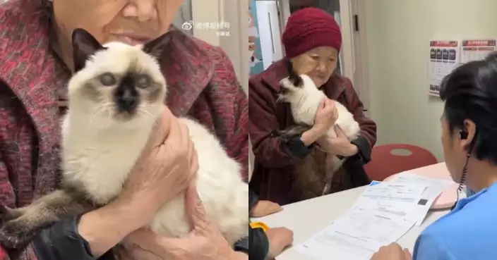 20歲暹羅貓患白內障幾乎失明 內蒙8旬老婦親抱愛貓求醫救命感動全網