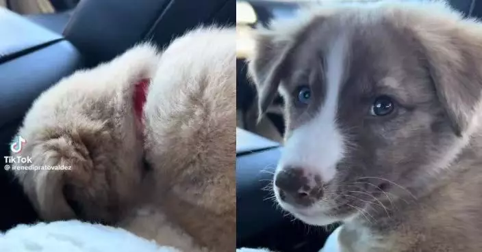 領養狗狗返家途中「改名」 美國女叫「1名字」獲回頭微笑認可被萌翻