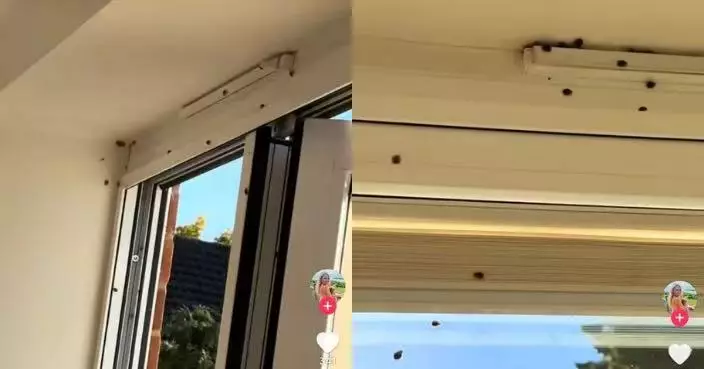 慎入！英國爆「瓢蟲入侵潮」民居牆壁窗戶爬滿 專家揭背後原因