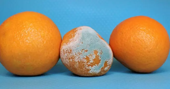 食物發霉切走壞處繼續吃？專家：毒素已滲入內部 整塊丟棄最安全