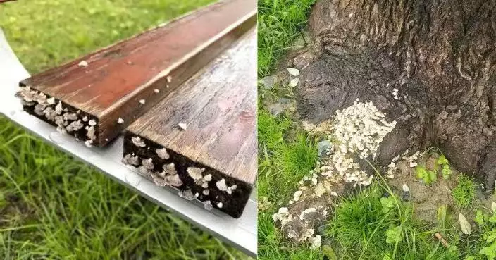 暴雨連襲逾1個月終放晴 西安街頭「遍地生菇」 樹幹長椅全長蘑菇