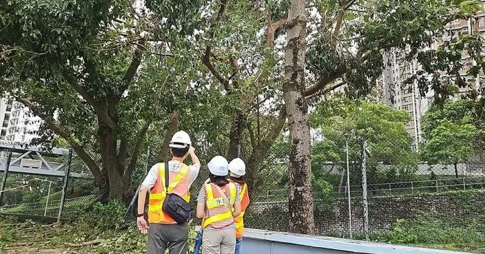 環保署於青衣沙田設臨時處理點 分類及篩選「樺加沙」造成的塌樹物料
