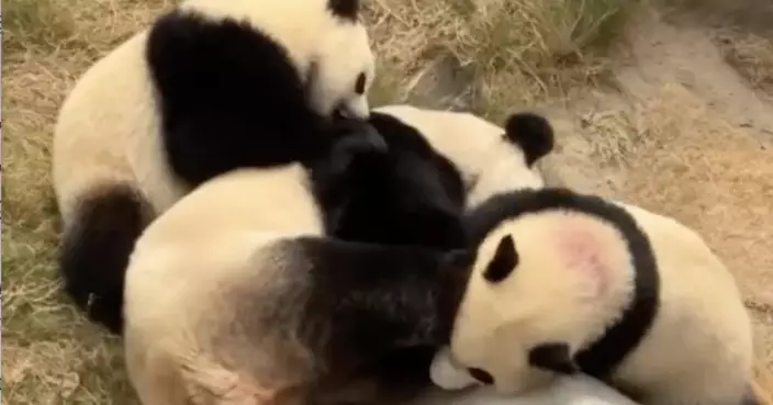 熊貓兩姊弟體重突破32公斤  盈盈湊B好成績