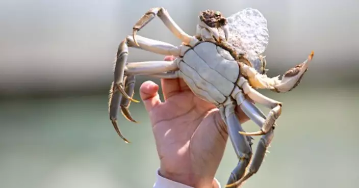 環境及生態局：300公斤內地大閘蟹已直接從江蘇運抵本港