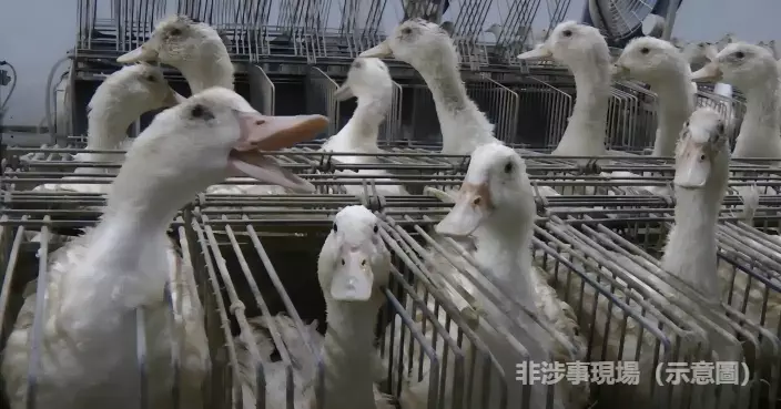 葡萄牙恐怖鴨場曝光 問題鴨肉流入歐洲華人餐廳