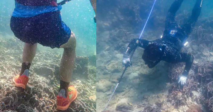 浮潛客10.1橋咀洲踩珊瑚捕取海洋生物恐破壞生態 當局指漁護署已派員巡查