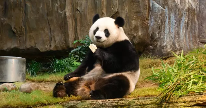 25年首8個月逾47萬人次日本客來港 旅發局續以「Kawaii 香港」加大熊貓宣傳