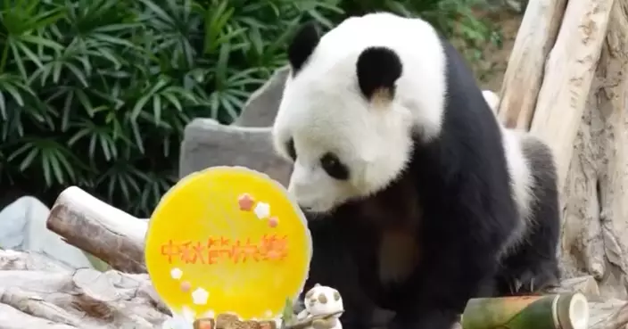 港熊貓家族「做節」食大餐 祝大家中秋快樂