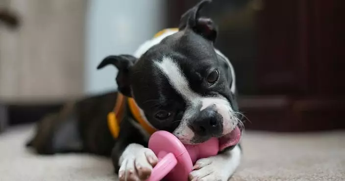 消委會：逾9成狗玩具樣本化學安全程度理想 1款「三價鉻」遷移量超標或致皮膚敏感