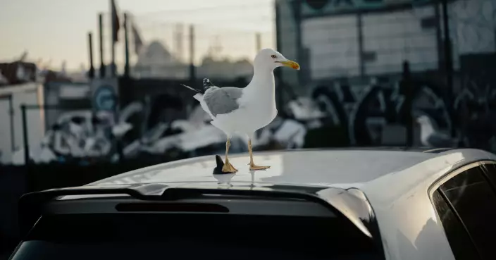 鳥兒「屎彈炸車」有偏好？美研究曝「這車型」最容易中招