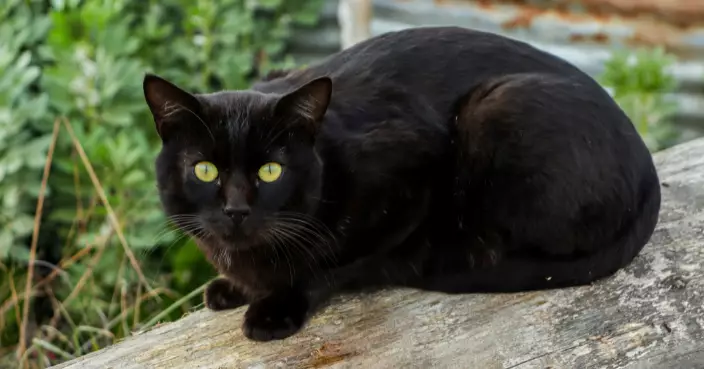 西班牙小城萬聖節前禁領養黑貓 防止成「快閃裝飾」遭用完即棄