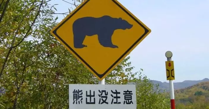 日本秋田縣兩人先後遭熊襲擊受傷