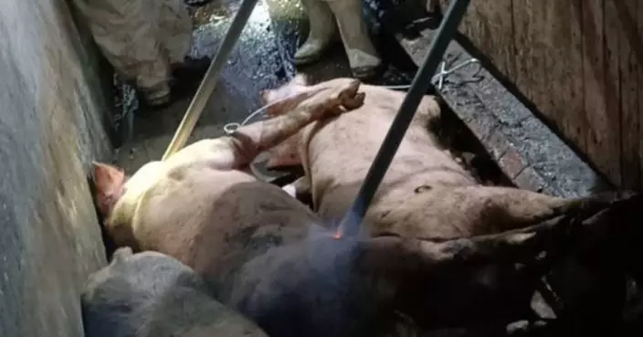 台中養豬場驗出非洲豬瘟　全台禁運禁宰豬隻五日