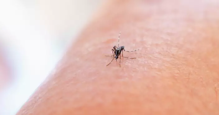 冰島淪陷！全球暖化 蚊子首次登陸現蹤