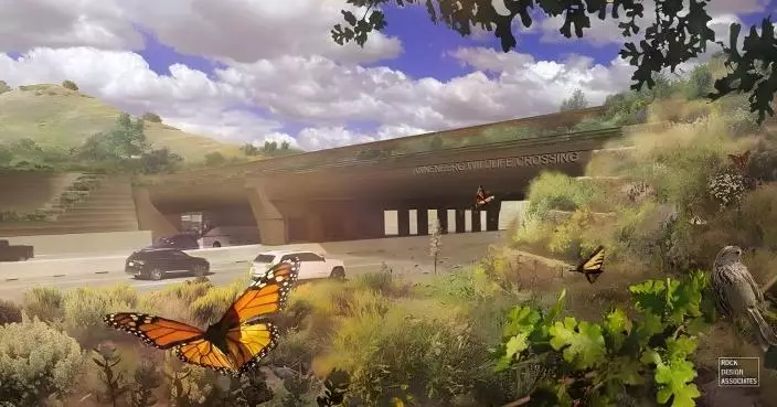 耗資逾9千萬美元！洛杉磯蓋「全球最大動物天橋」為瀕危美洲獅開生命通道