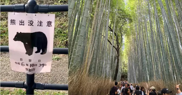 遊日注意｜京都景點嵐山現熊踪  未有人類傷亡報告