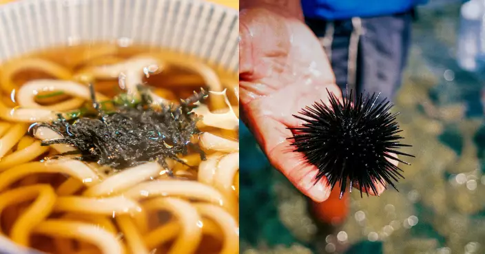 廢棄烏冬變「高級飼料」！日學生餵海膽食烏冬 養得更白更甜滑