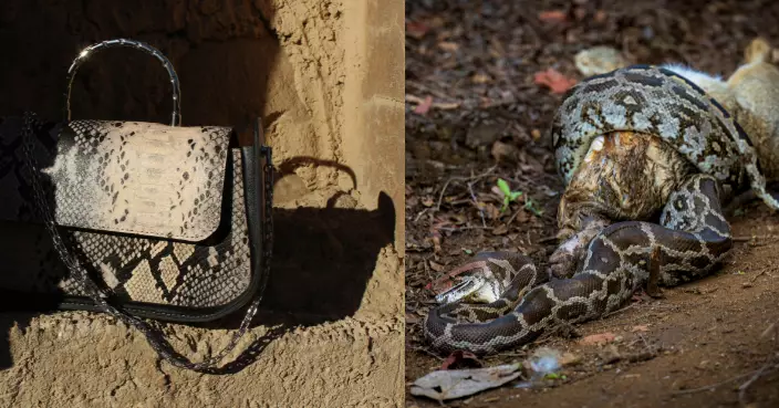 蟒禍有救？僅夏季捕捉逾千條緬甸蟒 佛州公司收蟒皮製手袋