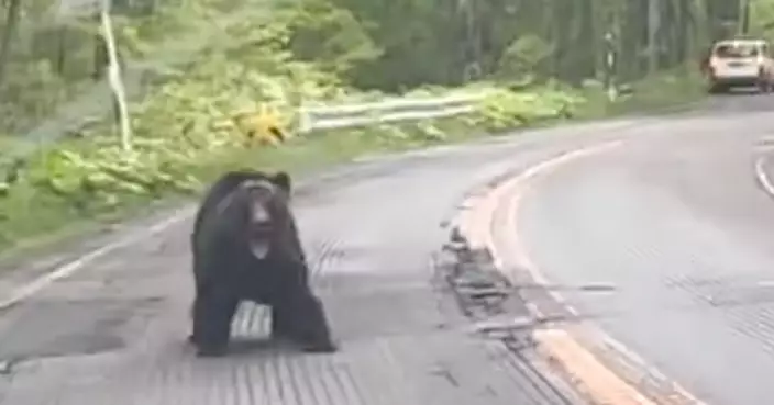 日本4月至今11人被熊襲擊死亡創紀錄