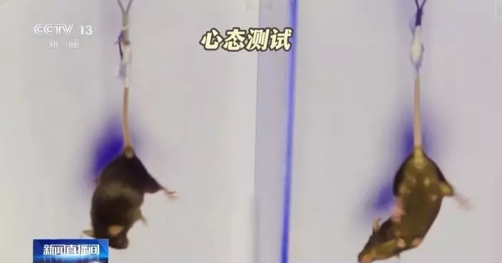 神二十一號計劃周五晚發射　選定4隻小鼠進入「太空家園」