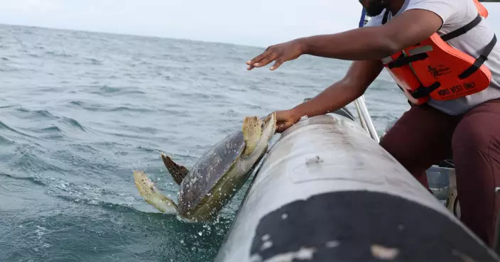 全身都係寶！非洲海龜血入藥、肉壯陽、殼練巫術 保育難敵獵殺速度