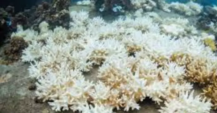 珊瑚礁白化創歷史新高​​ 全球科學家緊急警告：地球已達氣候臨界點　