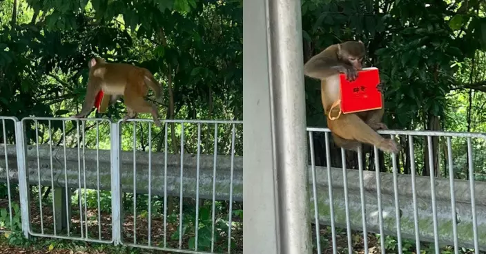 中秋遭城門馬騮搶月餅！港女怨：我咒佢屙爛屎！網笑：五仁月餅有出路