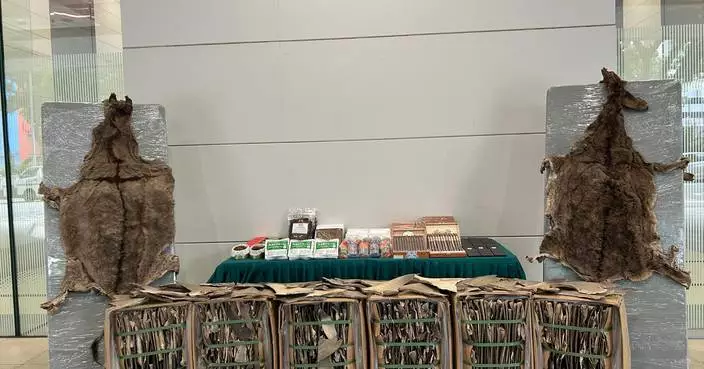 內河船及遠洋船涉分別走私煙草魚翅及驢皮共約二億元