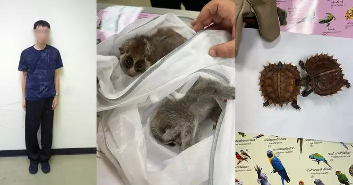 松鼠水獺藏衣物 台男攜8保育動物曼谷機場闖關被捕 或面臨10年刑期