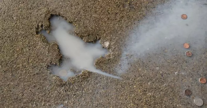 芝加哥網紅地標「老鼠洞」竟唔係老鼠造成？ 真正元兇或是灰松鼠