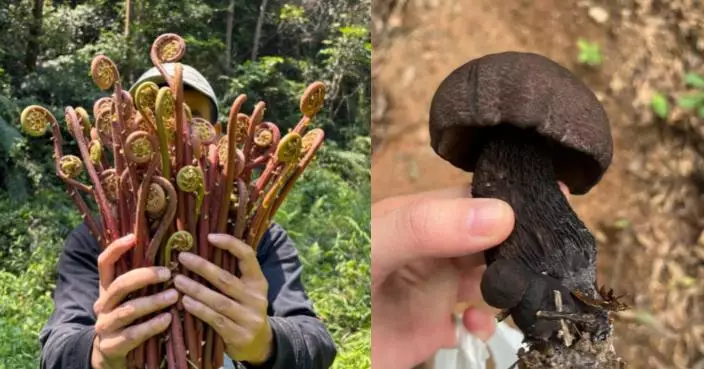 深圳掀「打野熱」年輕人周末山野摘野菜、挖菇 專家提醒：留意毒菇危及性命