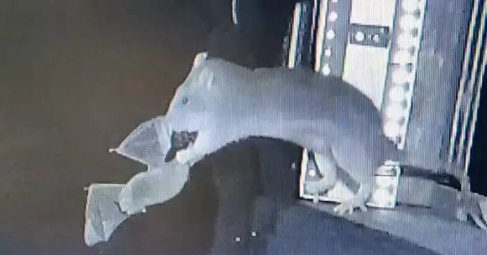 老鼠空中獵捕蝙蝠首度被記錄　科學家：恐對原生蝙蝠族群構成威脅