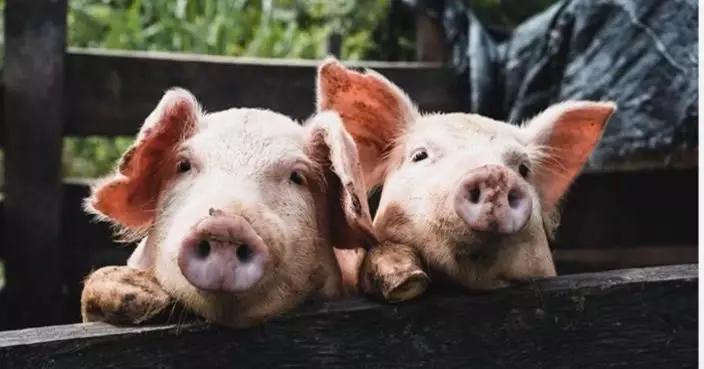 西班牙野豬驗出非洲豬瘟 暫停向中國出口豬肉