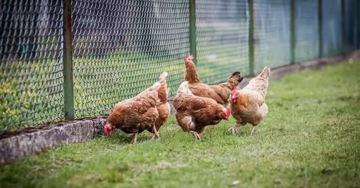 法專家警告：禽流感變異「人傳人」或嚴重過新冠疫情