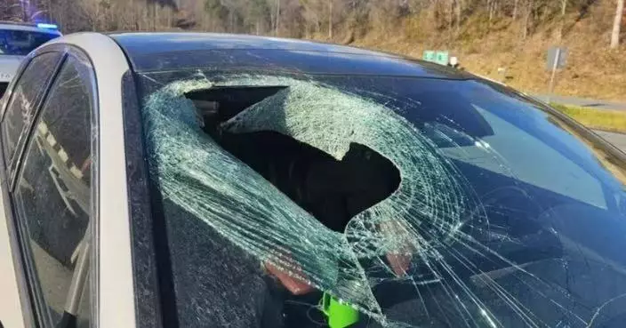 白頭鷹半空拋下貓隻 美國女車主擋風玻璃遭擊碎幸無受傷