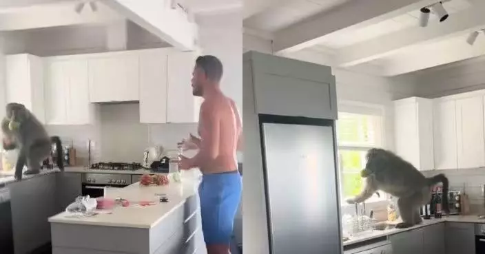 赴南非參加婚禮 夫婦入住Airbnb驚見狒狒闖入廚房偷食水果嚇呆