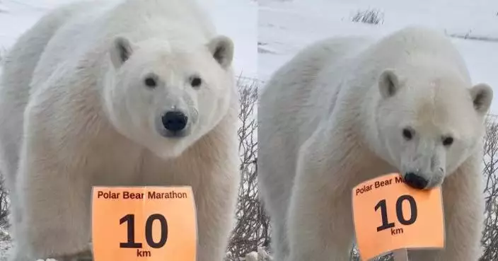 加國小鎮辦「北極熊馬拉松」限人類參賽 跑手遇真北極熊闖賽道叼走路牌