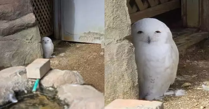 躲角落觀察飼育員 日動物園雪鴞露「詭異笑容」笑翻全網