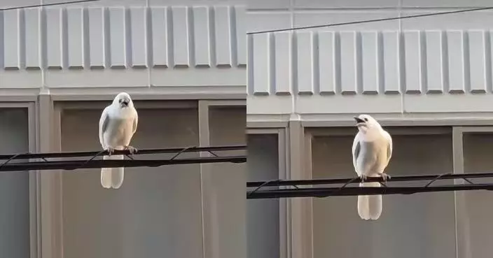 日動物園現罕見通體雪白烏鴉似「神明降臨」 疑因1病症造成