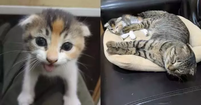 虎斑貓爸睡相豪邁伸腳亂踢 三花囡被驚醒「黑面」怒瞪萌翻全網