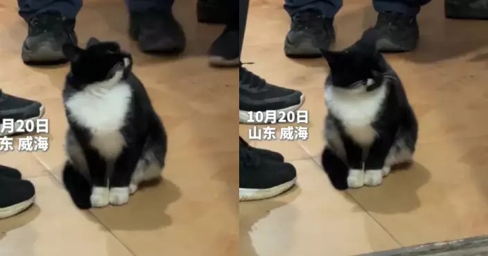 見到人群嚇到顫抖 怕生賓士貓克服恐懼堅持為飼主爺爺守靈感動全網