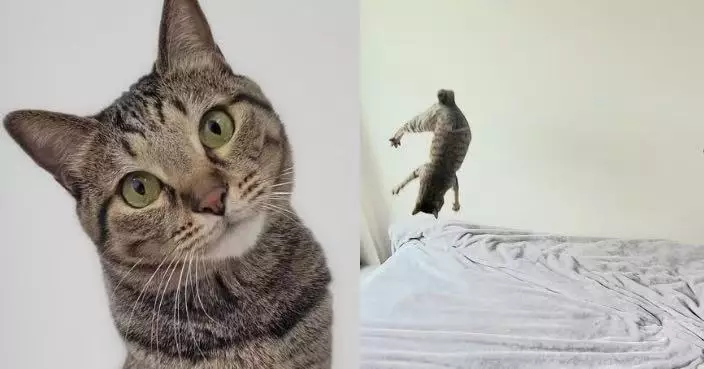 玩逗貓棒太興奮 活潑虎斑突表演「完美後空翻」令飼主驚嘆