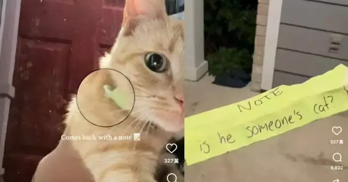 橘貓日日外出數小時 女飼主睇項圈紙條才知另有「第二頭家」