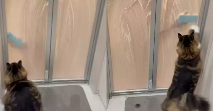 丈夫狂刷浴室玻璃門10分鐘 人妻疑惑上前見愛貓隔門追海綿哭笑不得