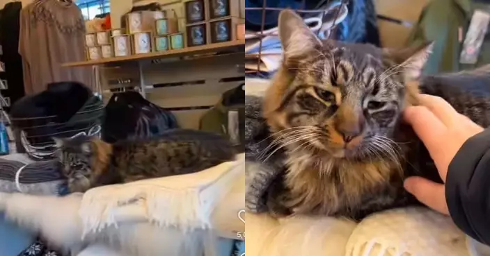 遭鎖店鋪躺毛毯安然入睡 挪威森林混種貓姿勢優雅化身「櫥窗裝飾品」